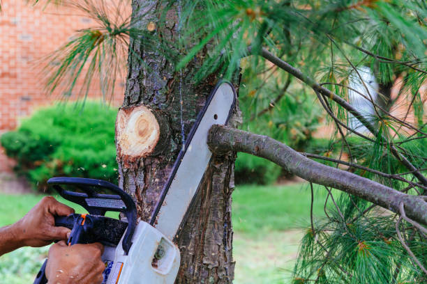 How Our Tree Care Process Works  in  Star City, AR